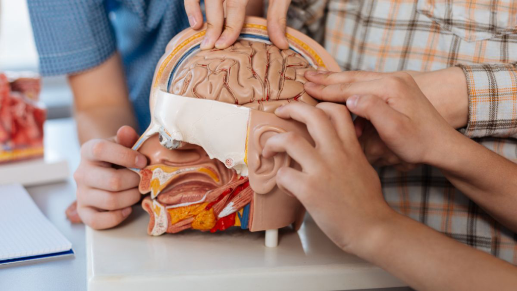 Sistem Endokrin Menstabilkan Hormon