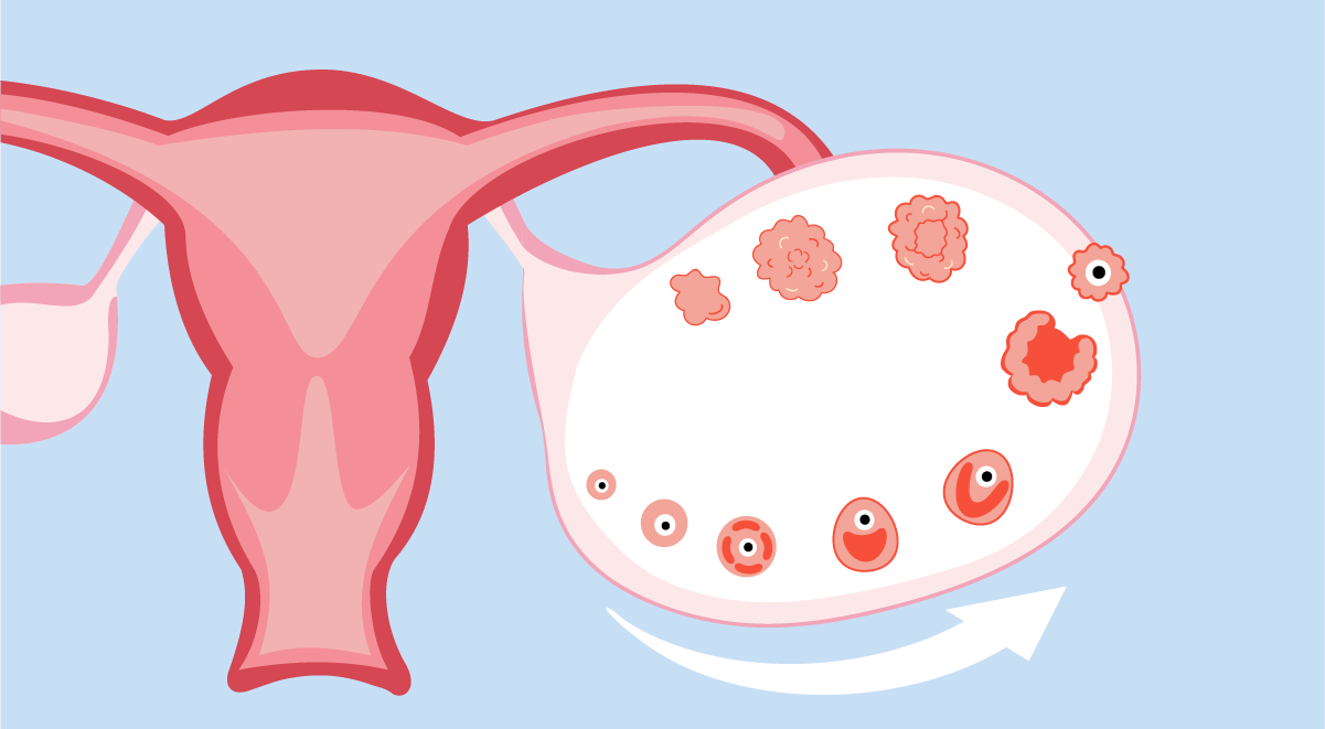 What-is-Follicle-Stimulating-Hormone-FSH-and-Normal-FSH-Levels-1200x660-1
